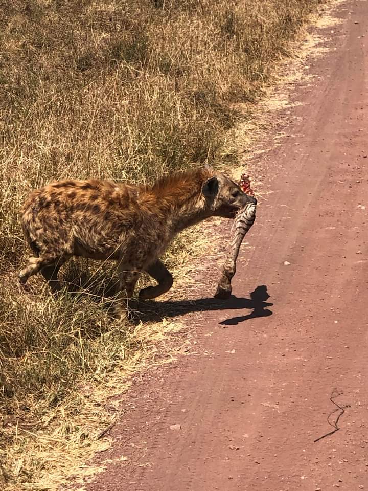 background image for - Short N’ Sweet Safari