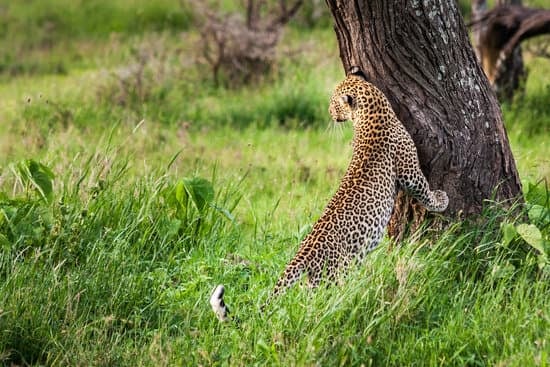 Image number 2 for 6 Day Of Exploring The Wilderness In Tanzania