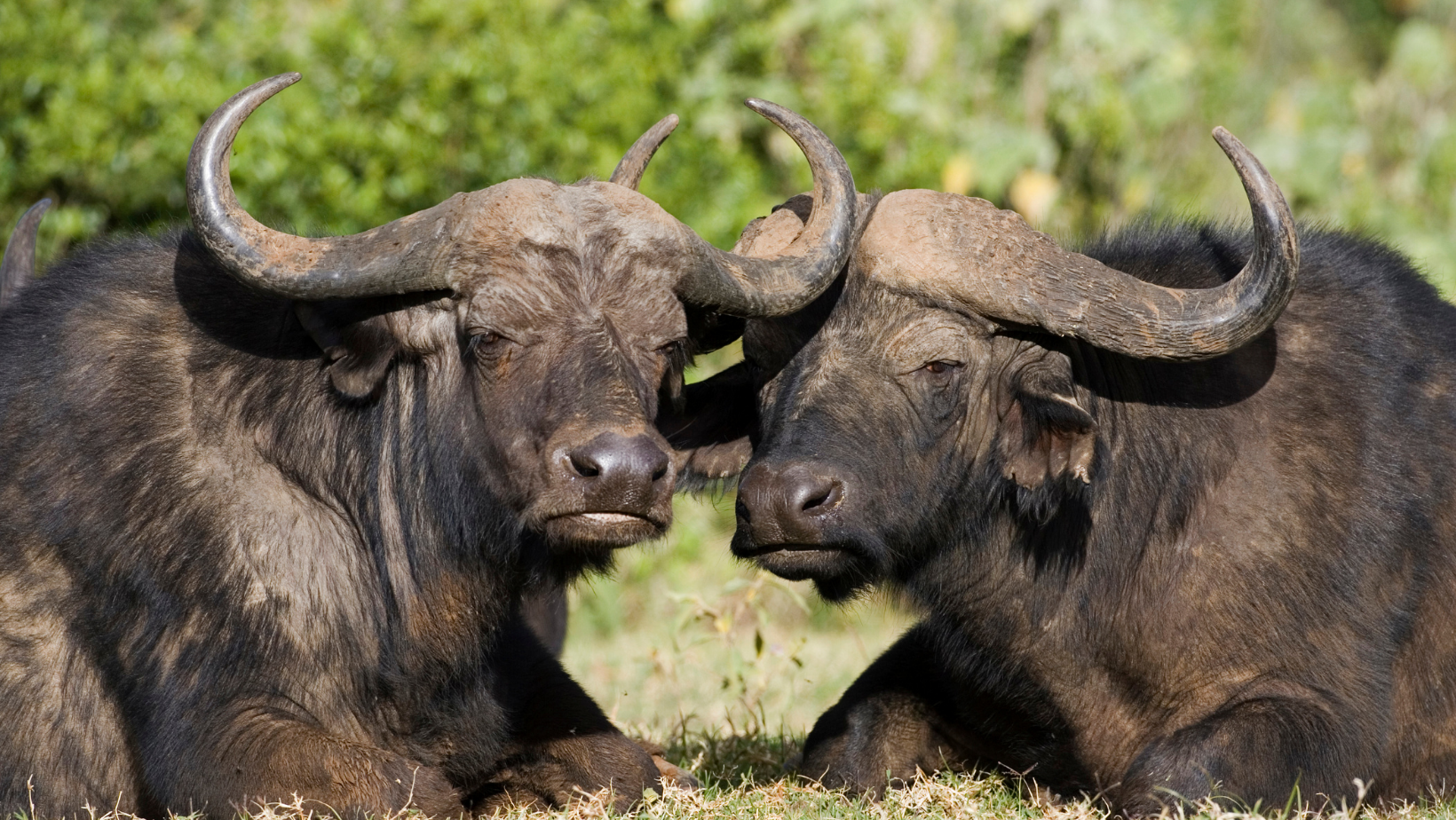 background image for - 8 Days Of Wildlife & Wonder: Kenya’s 