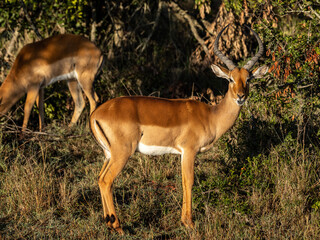 Image number 3 for Classicwildlife&culturalexperiencetrip_safari 