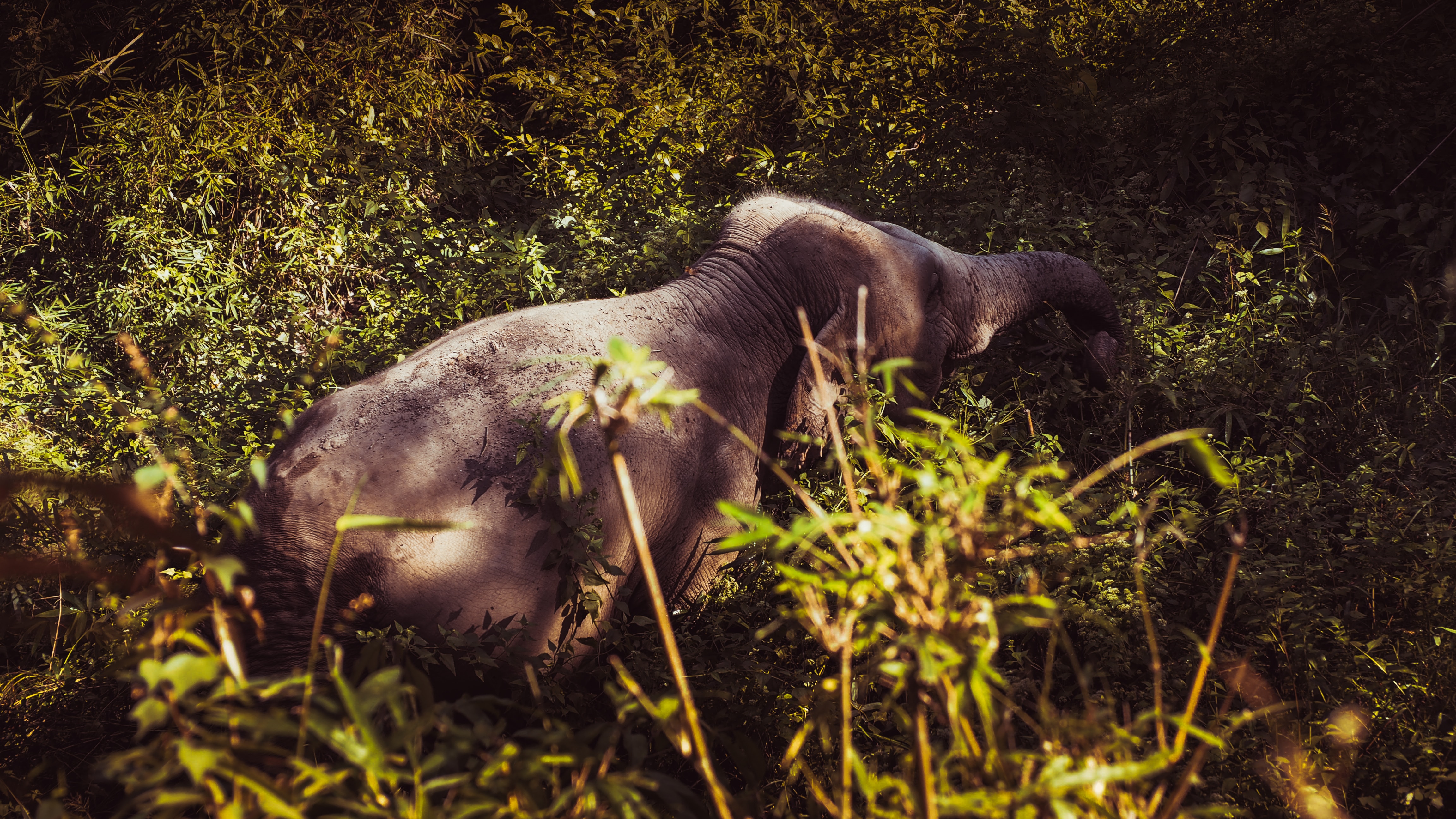 background image for - 4 Days Tanzania Luxury Safari Manyara