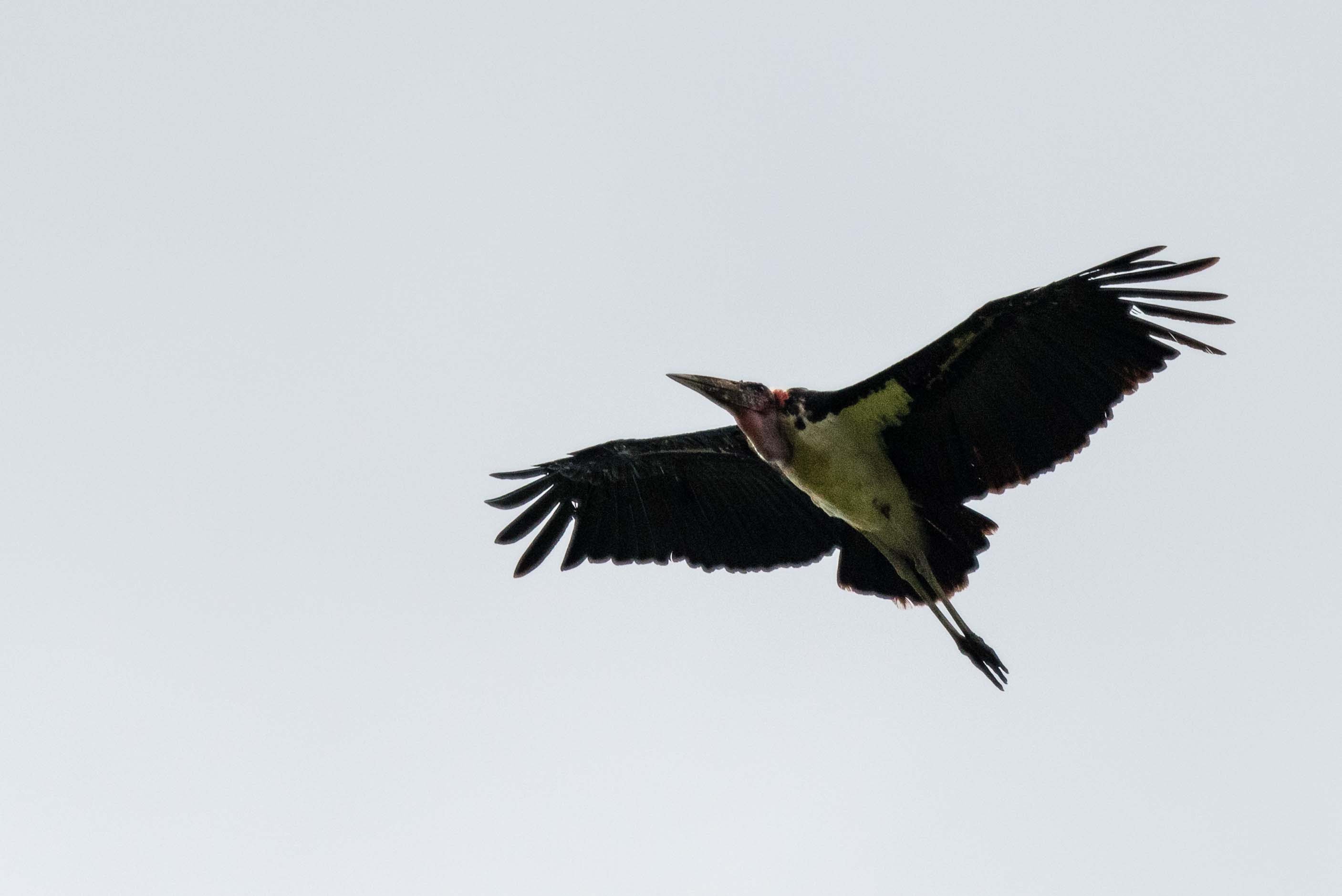 Image number 4 for Mikumi National Park Mid-range  By  Road 
