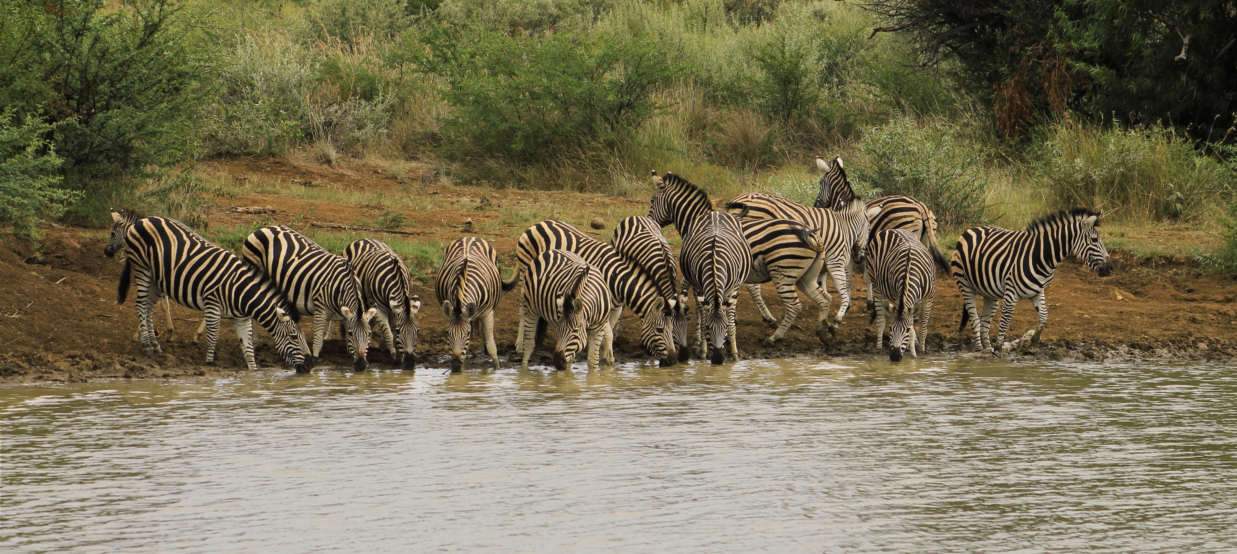background image for -  7 Days Tanzania Great Migration 