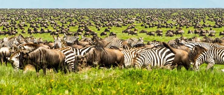 Image number 1 for Group Tour To Tarangire, Serengeti And Ngorongoro
