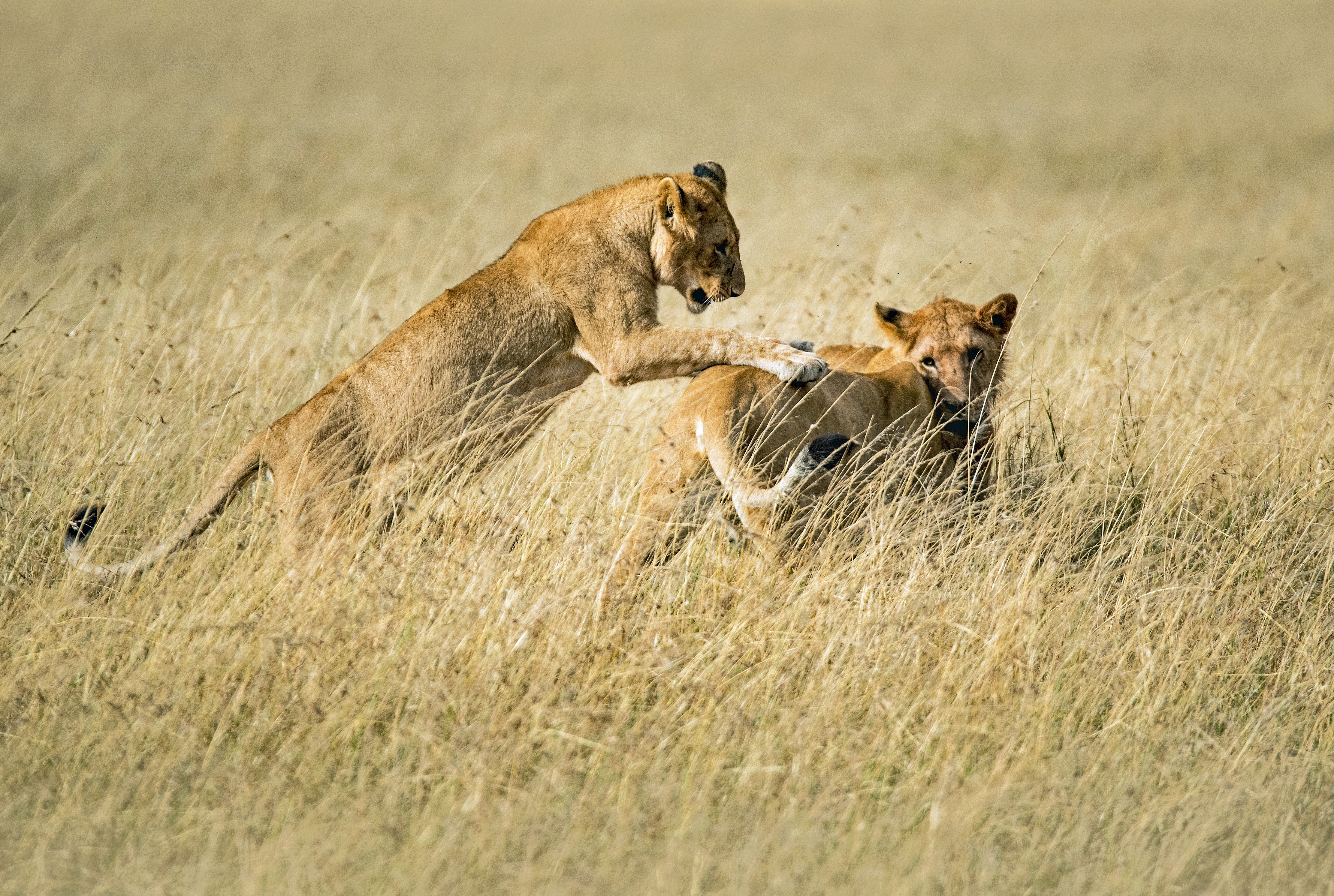 background image for - 3 Days Tanzania Serengeti Migration