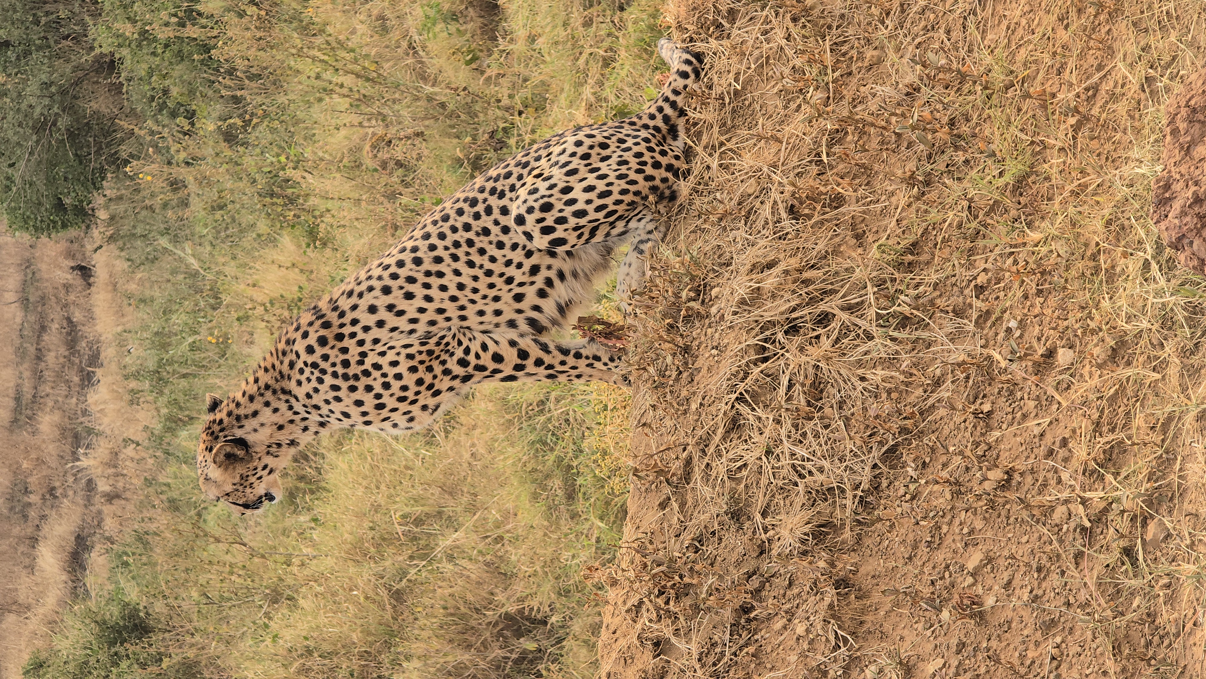Image number 4 for  Private Safari To Northern Tanzania