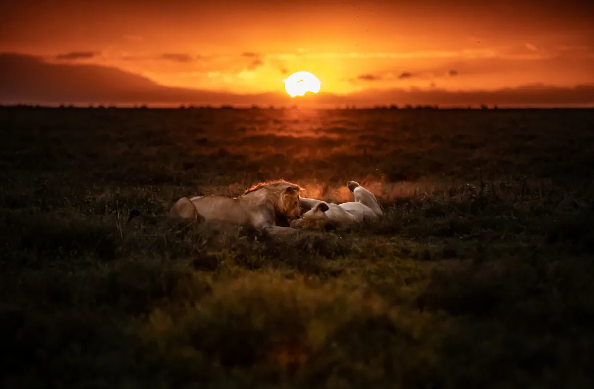 background image for - Best 5 Days Serengeti Safari