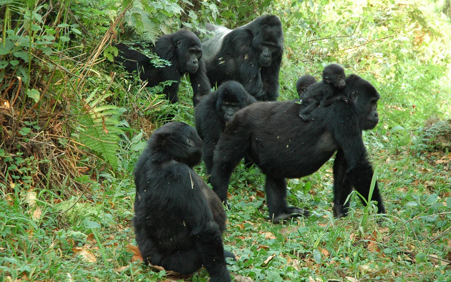 background image for - Ultimate Gorilla Safari to Uganda