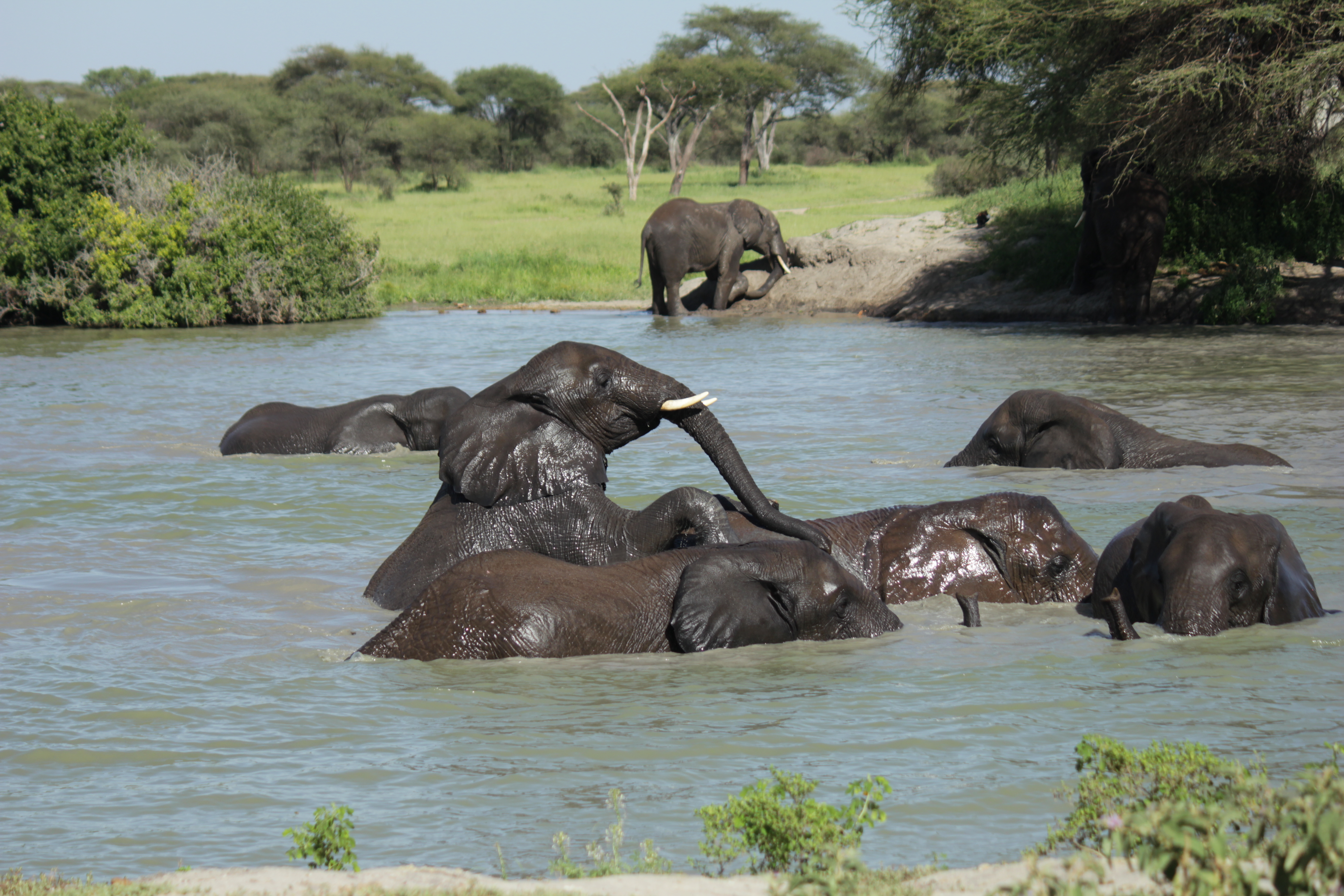 background image for - Magical Ruaha National Park