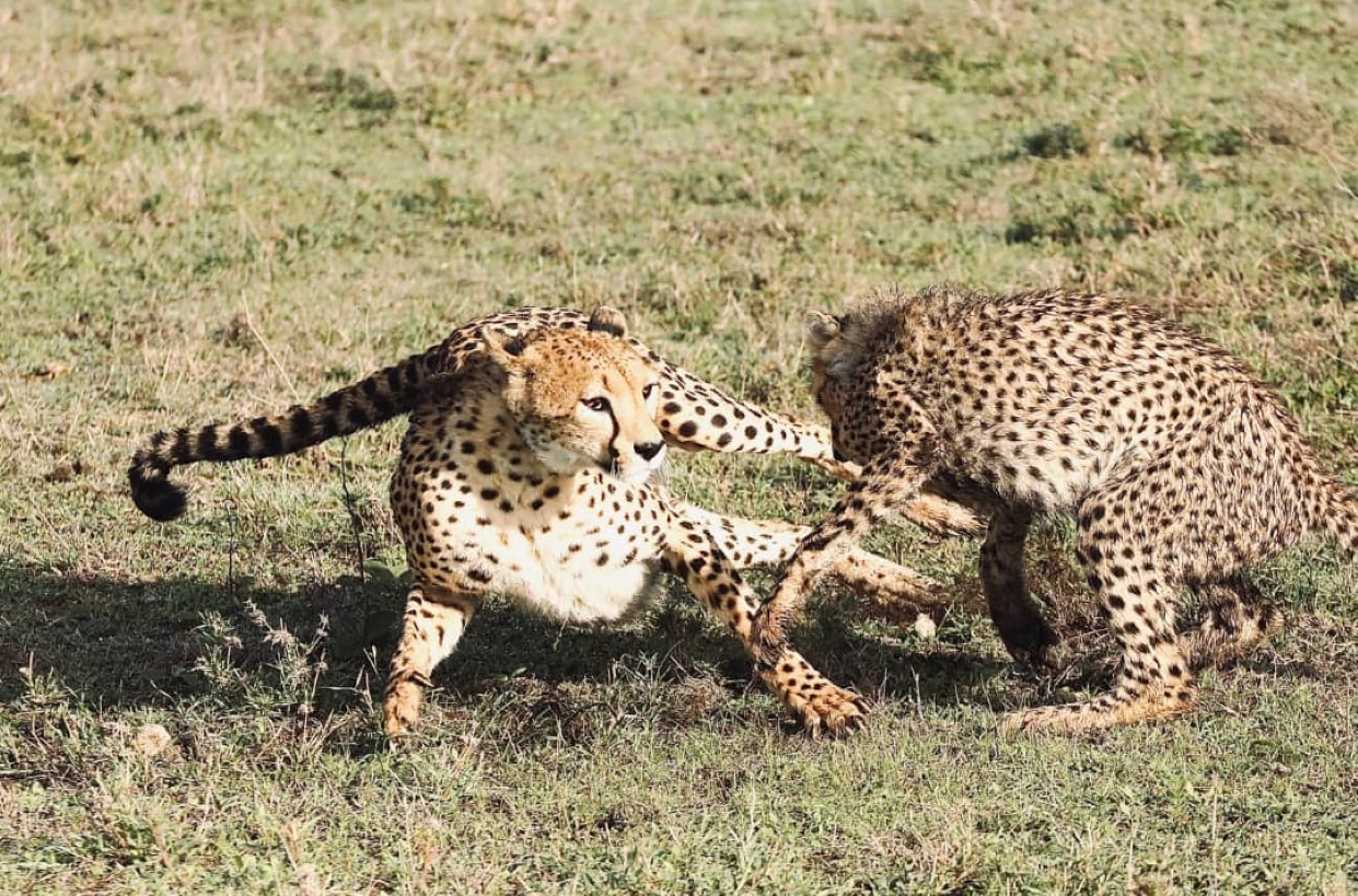 Image number 3 for Days Tanzania Private Safari 