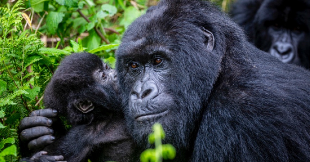 background image for - 7 Days Uganda Gorillas Chimpanzee Safari