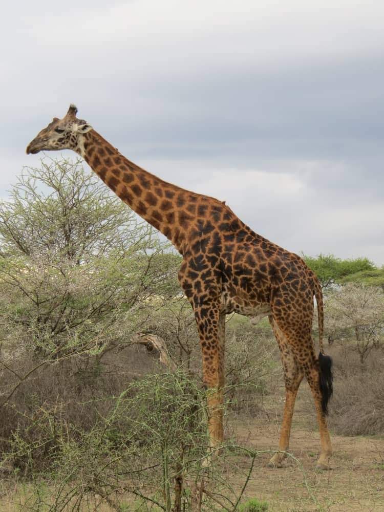 Image number 2 for Day Trip : Saadani National Park From Dar-es-salaam