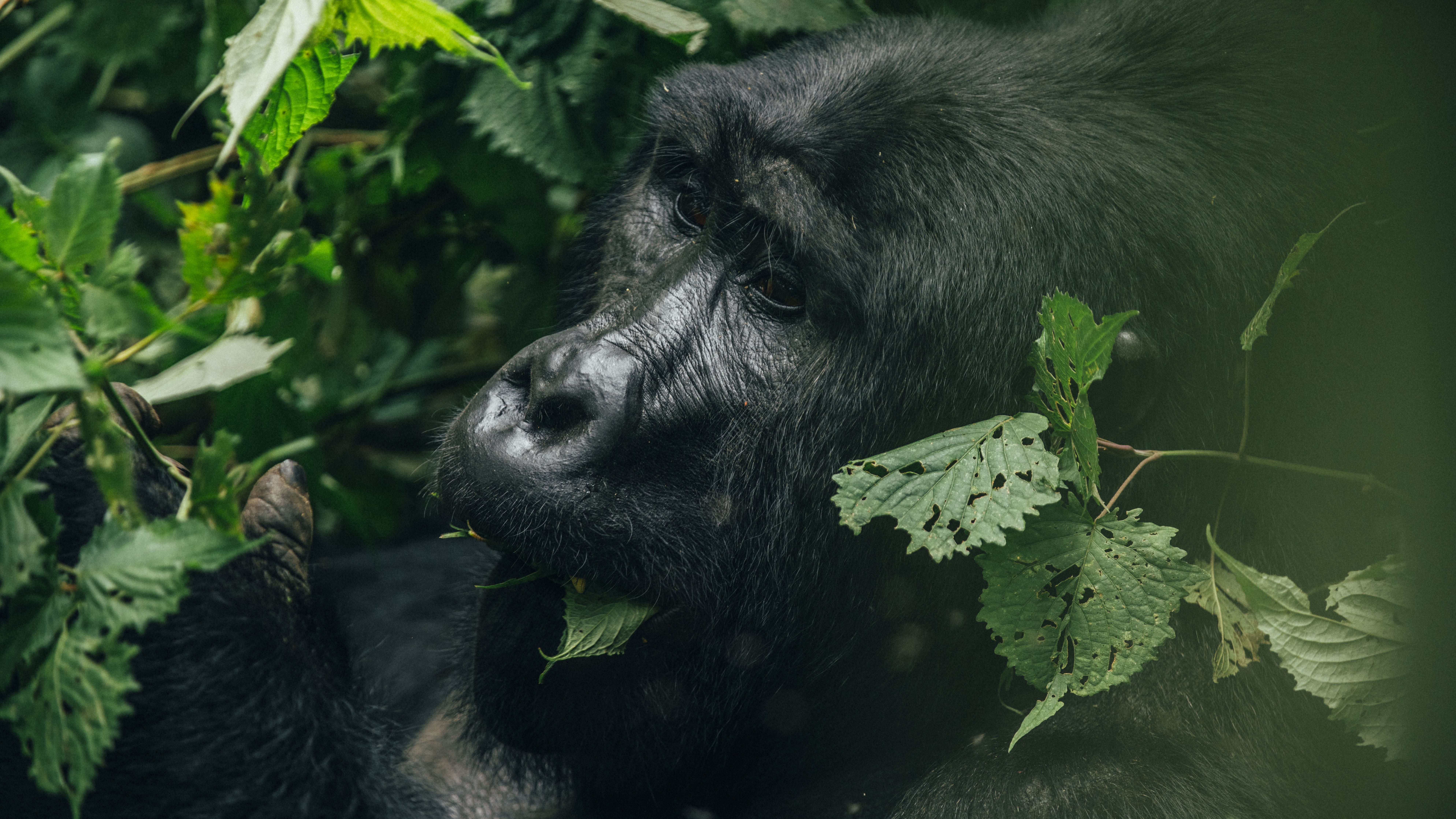 Image number 2 for Gorilla Trekking And Wildlife Safari 