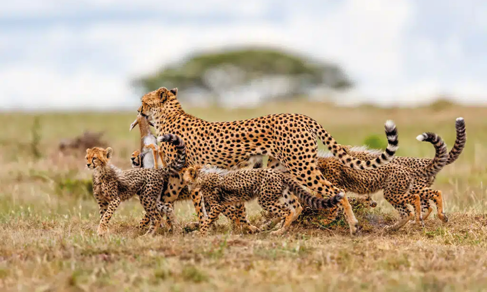 background image for - 5-Days Tanzania Mid-range Safari
