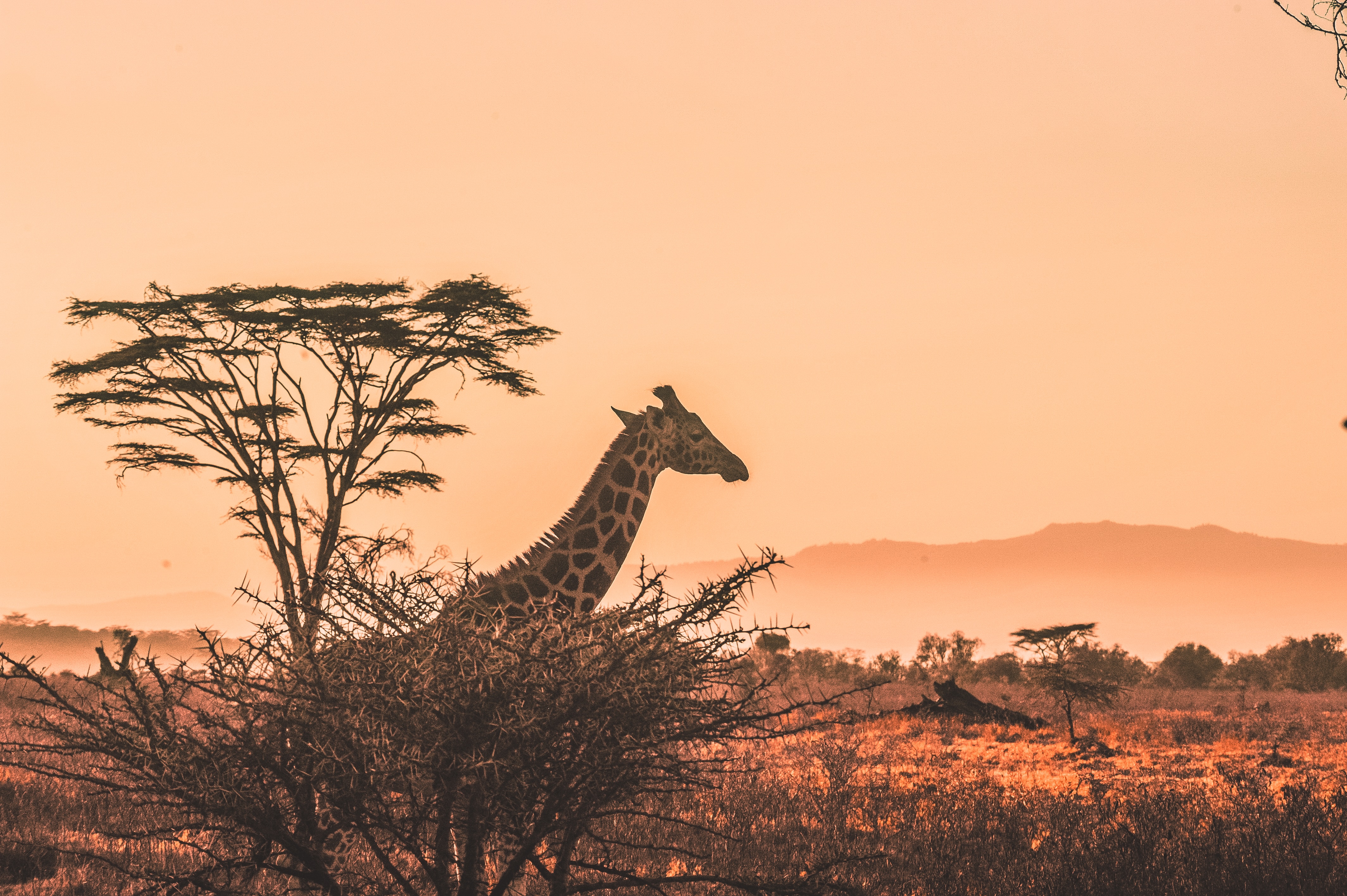 background image for - 4 Days Tanzania Migration Safari July