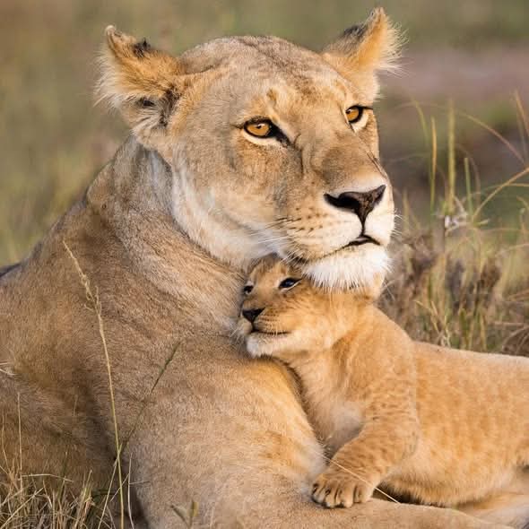 Image number 4 for Budget Joining Camping Safari In Tanzania