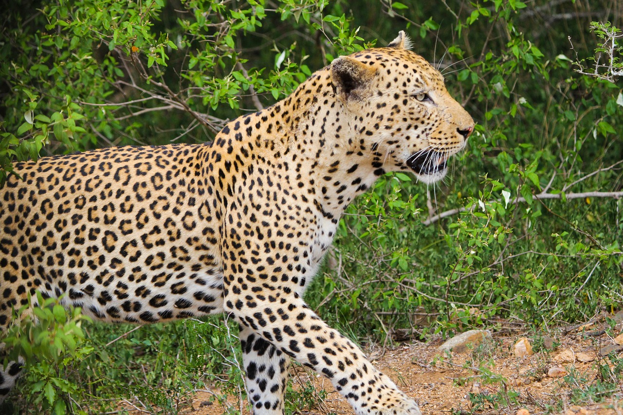background image for - 5 Days Serengeti Safari Camping Expedition