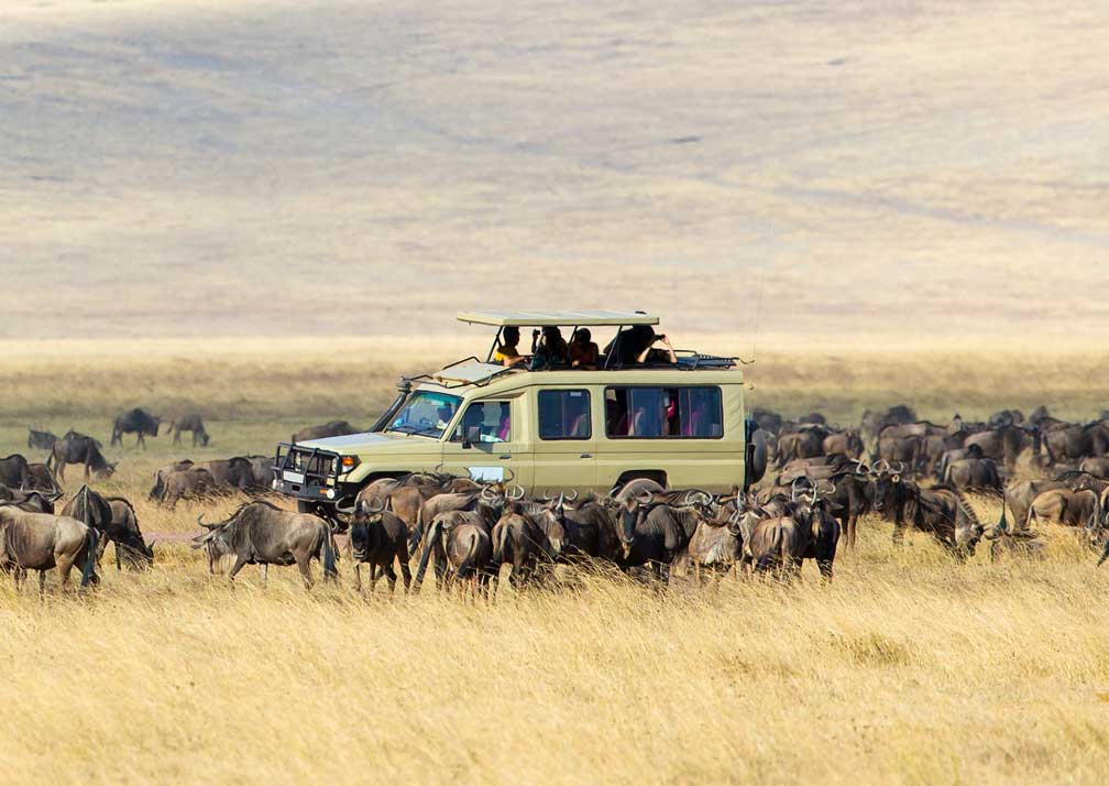 background image for - 5 Days Tanzania Wildlife Safari