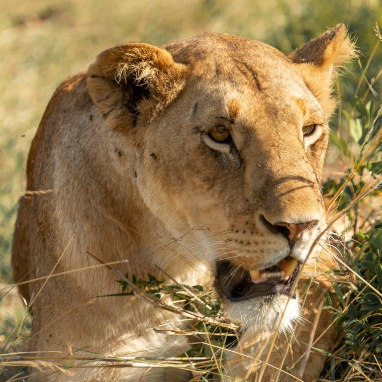 background image for - 6 Days Tanzania Private Safari