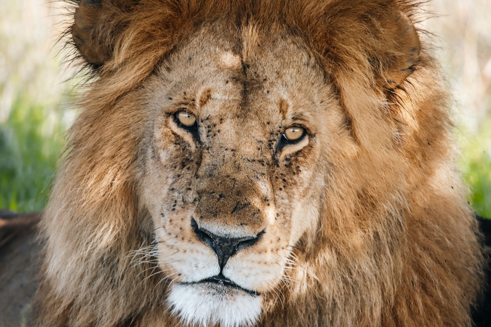 Image number 2 for Tarangire Trip