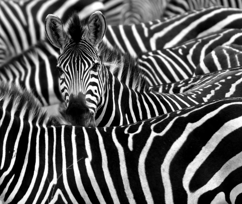 Image number 1 for 3 Day Tanzania Camping Safari