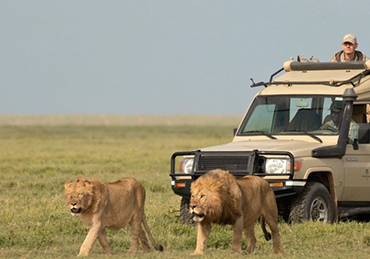 Image number 5 for Tarangire, Manyara And Ngorongoro Safari