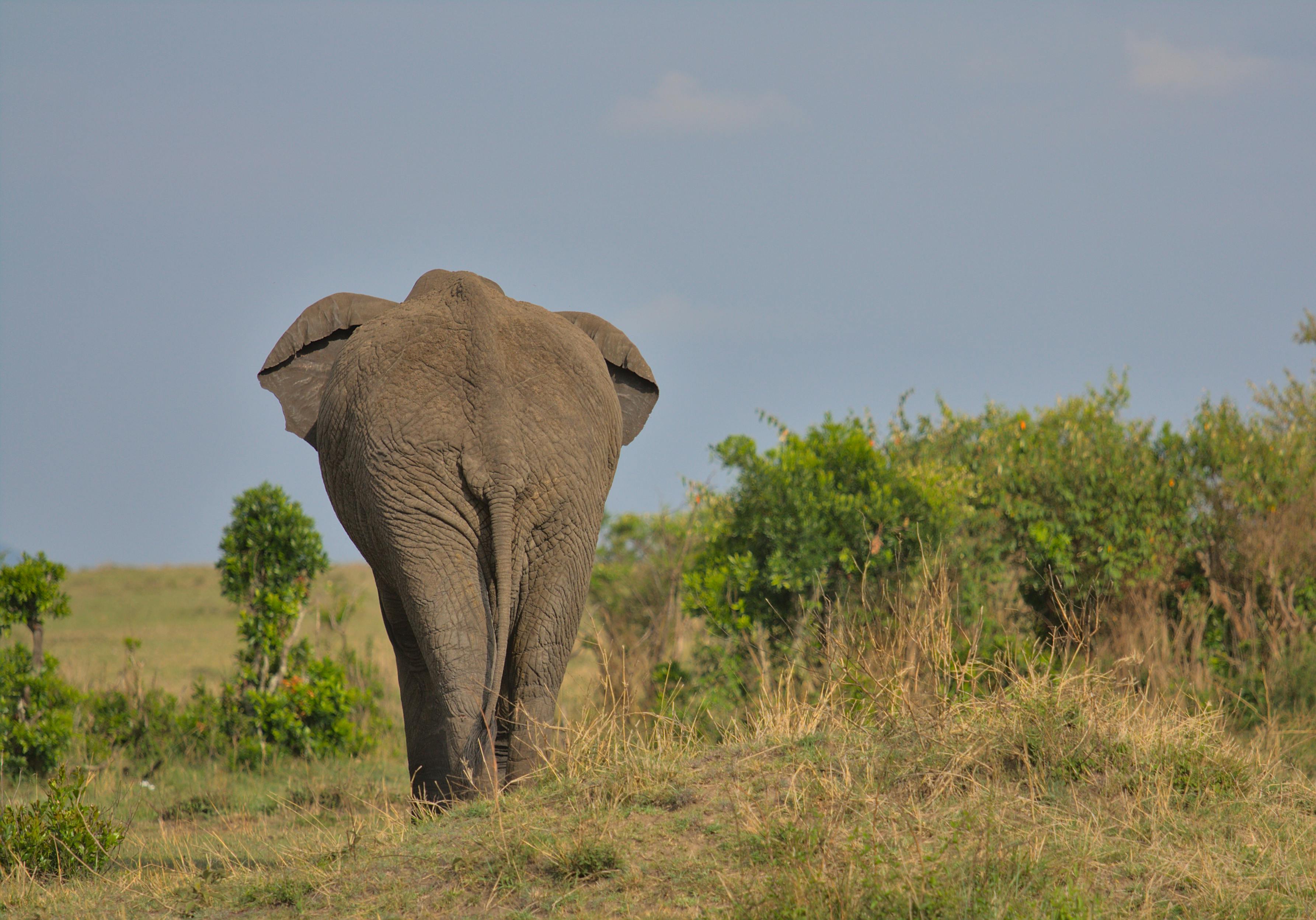 background image for - 2-Day Nyerere (game Drive & Boat Safari)