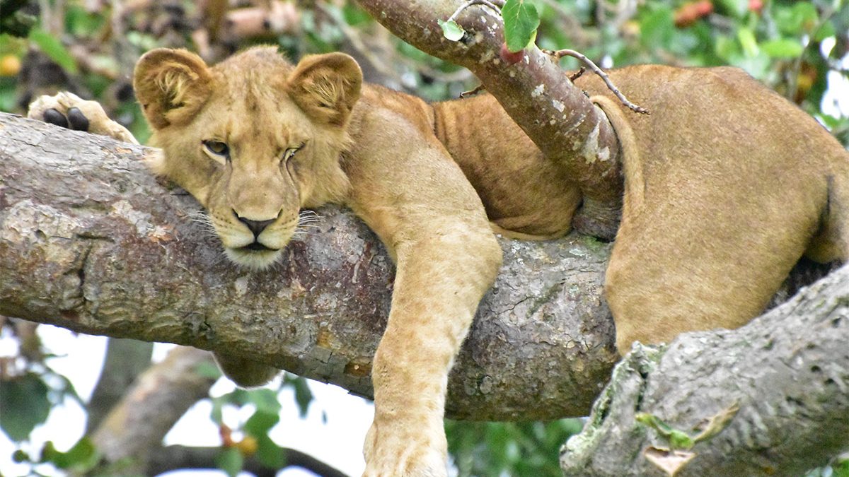 background image for - Memorable Uganda Safari