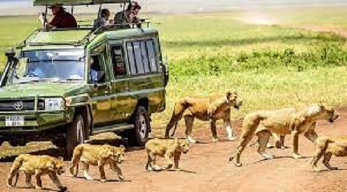 background image for - Best 1 Day Ngorongoro Crater Safari