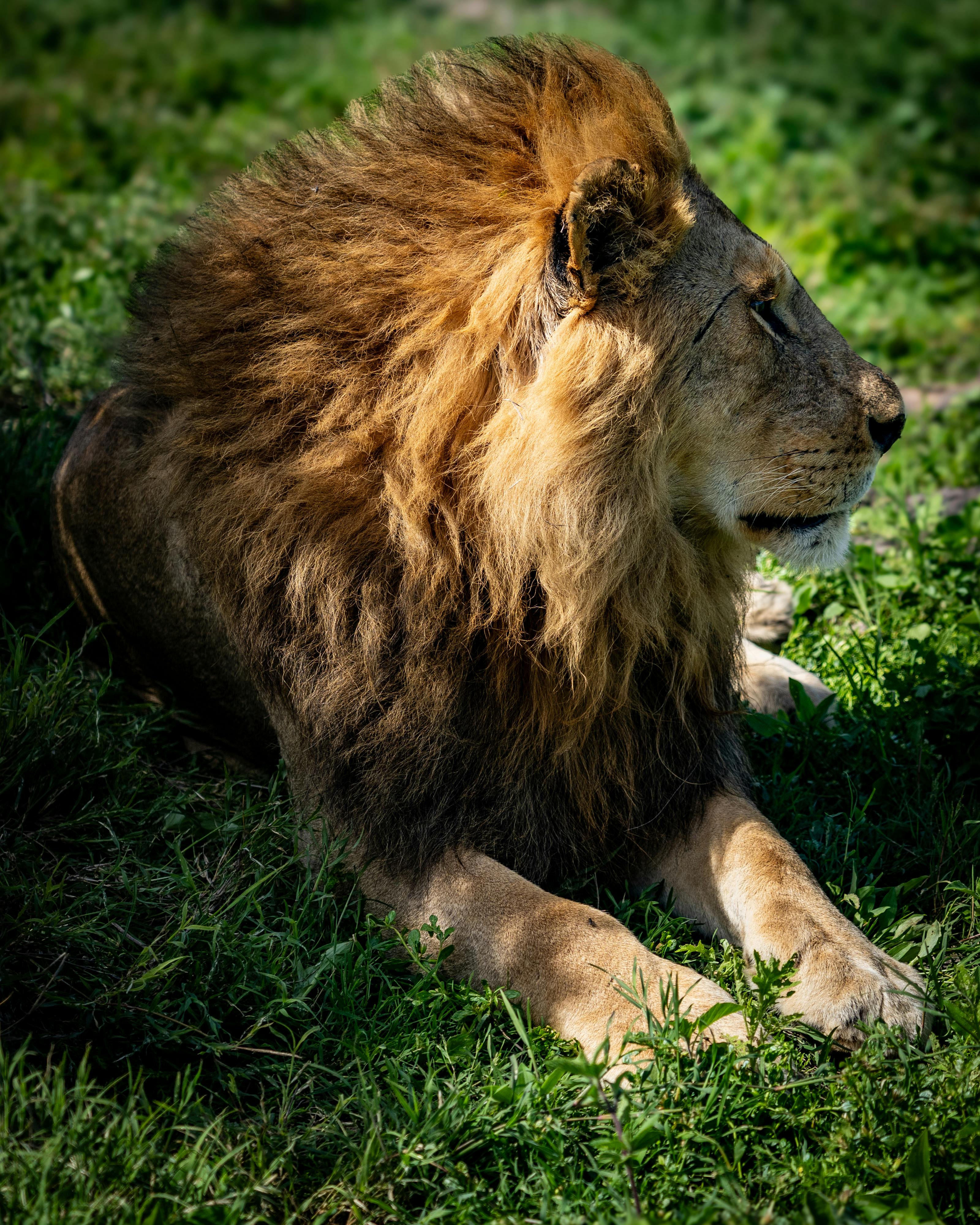 background image for - The Best 3 Days In Serengeti& Ngorongoro