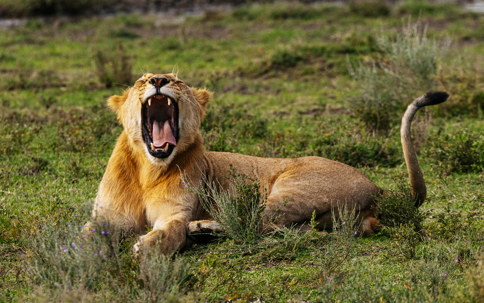 background image for - Tanzania Safari Package