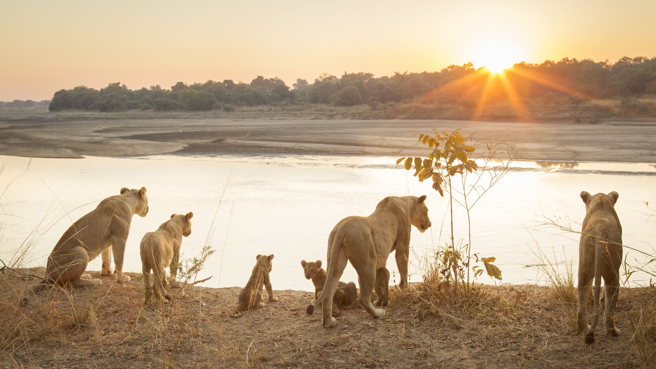 background image for -  Masai Mara-Lake Nakuru-Amboseli