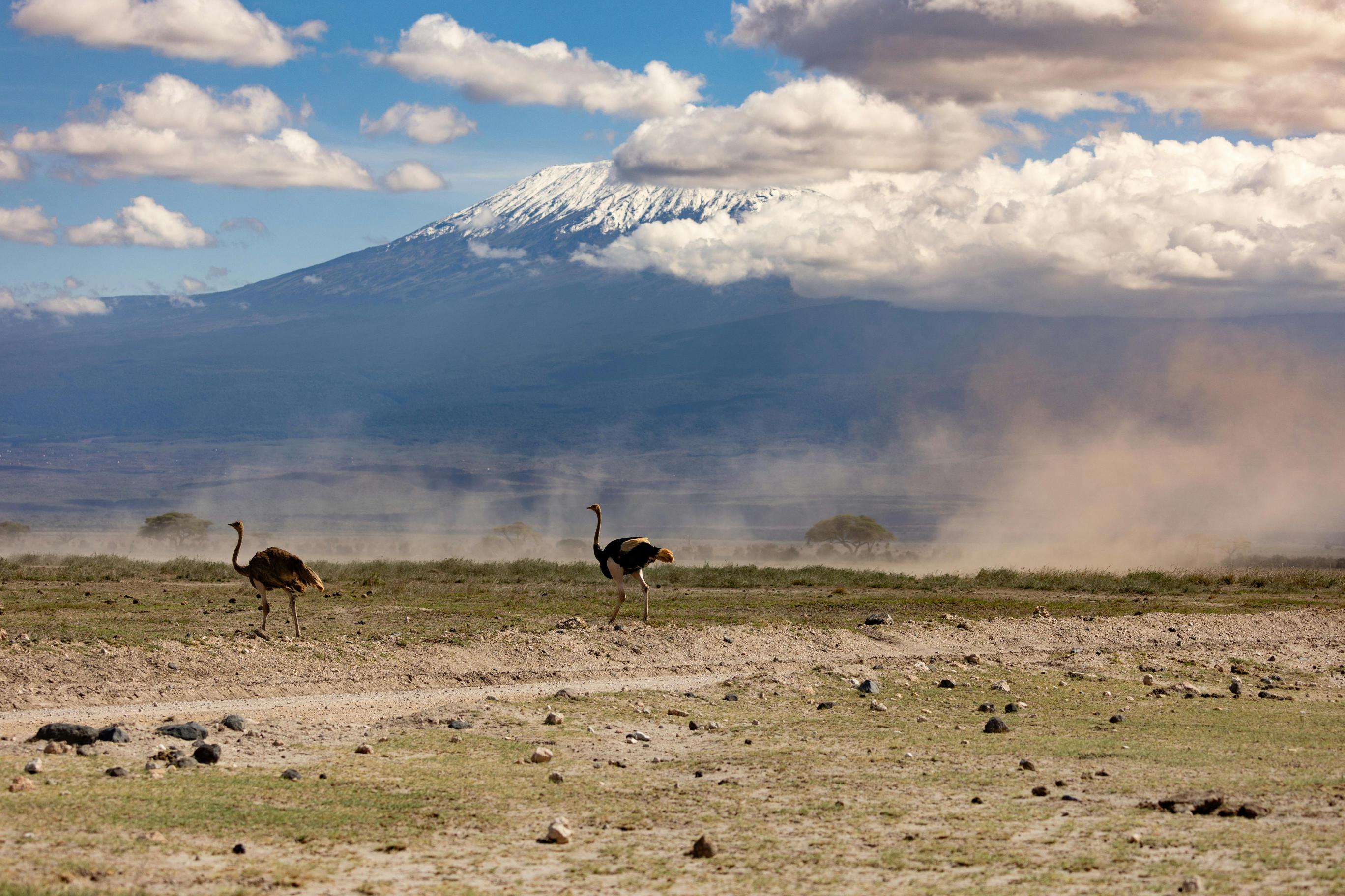 Image number 1 for 8-Day Kilimanjaro Climb: Scenic Lemosho Route