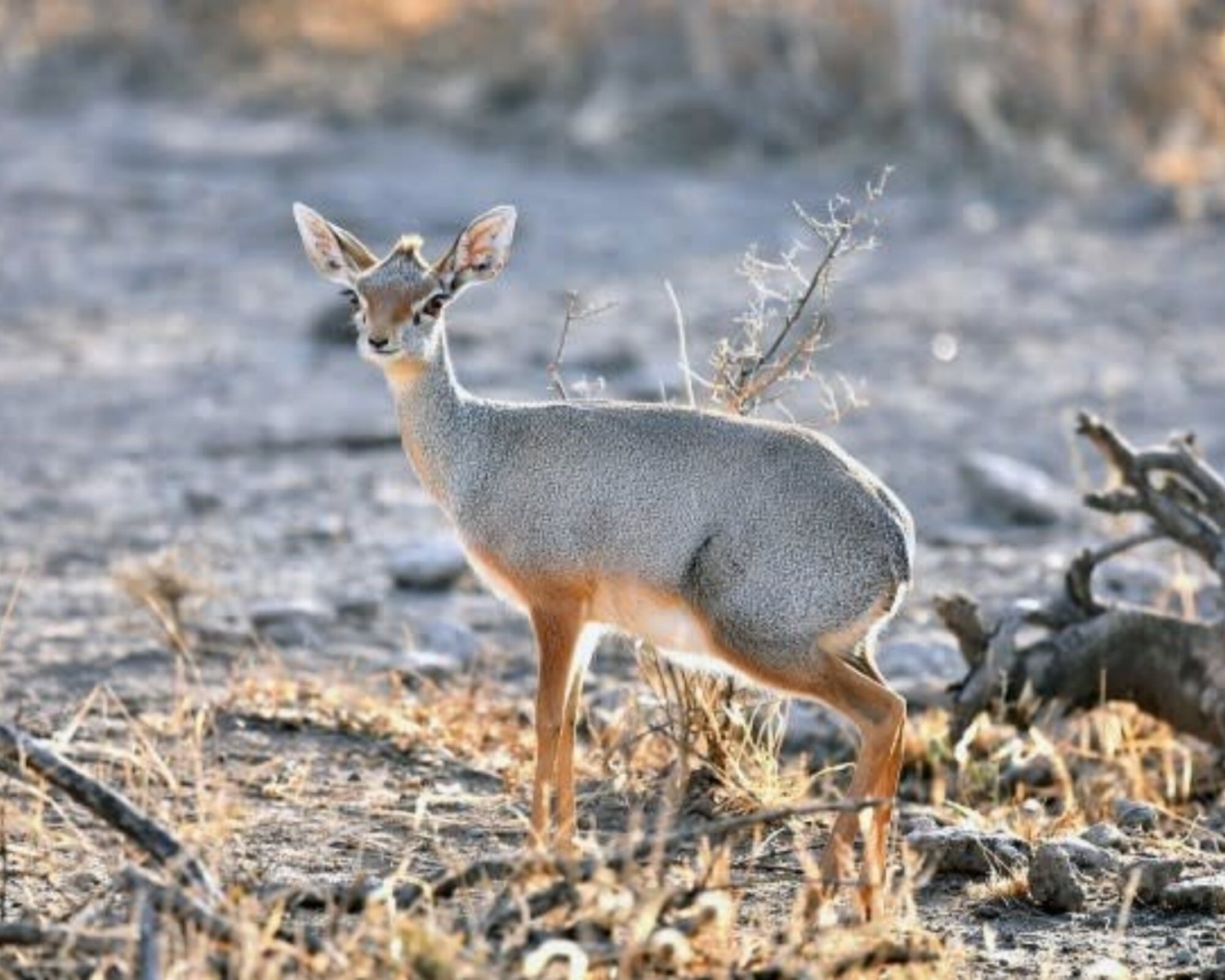 Image number 11 for 3 Days Wild Wonders And Nature, Awash Np Tour