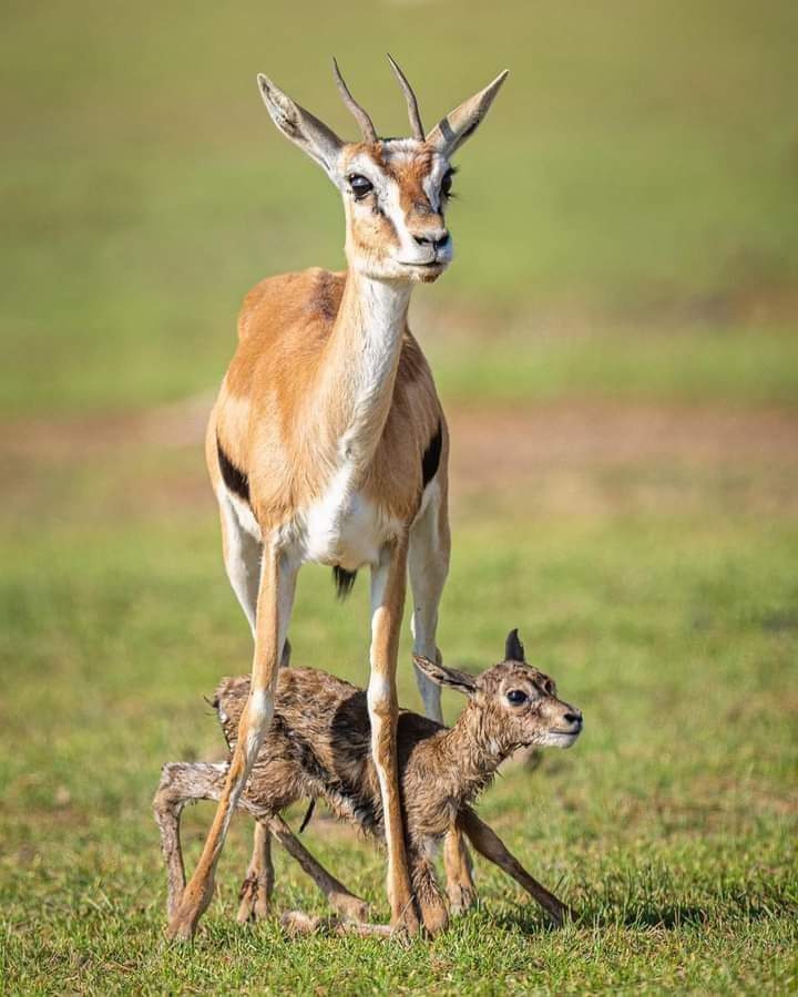 Image number 3 for 6-Day Kenya Safari For Couples Mid-range