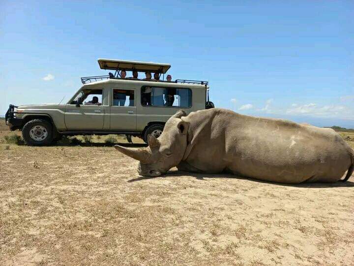 Image number 2 for A Taste Of The Savanna Safari