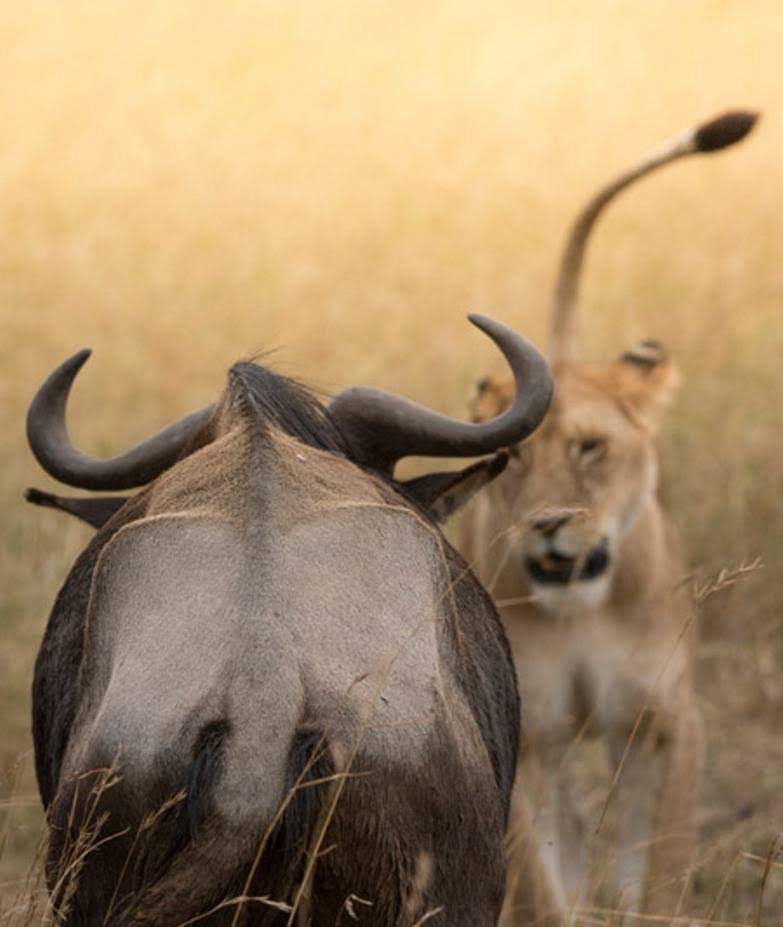 Image number 3 for 2 Day : Mikumi And Masai Cultural Expereince 