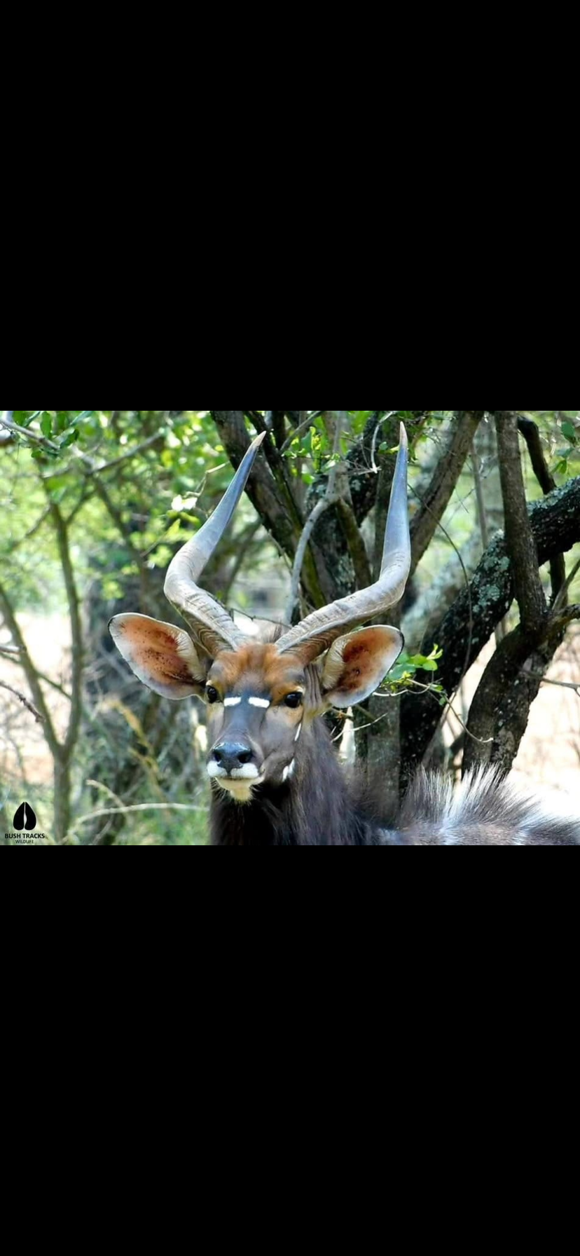 Image number 7 for Vic Falls To Chobe Day Trips 