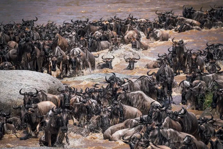 Image number 2 for 7-Day Tanzania Serengeti Safari During The Ndutu Calving Season