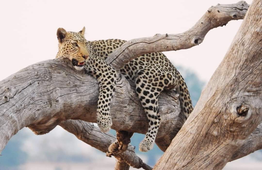Image number 16 for Samburu To Masai Mara: 5-Day Safari Experience