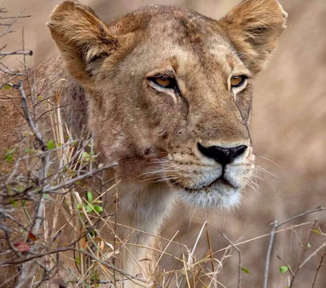 background image for - Guided Safari To Mikumi National Park