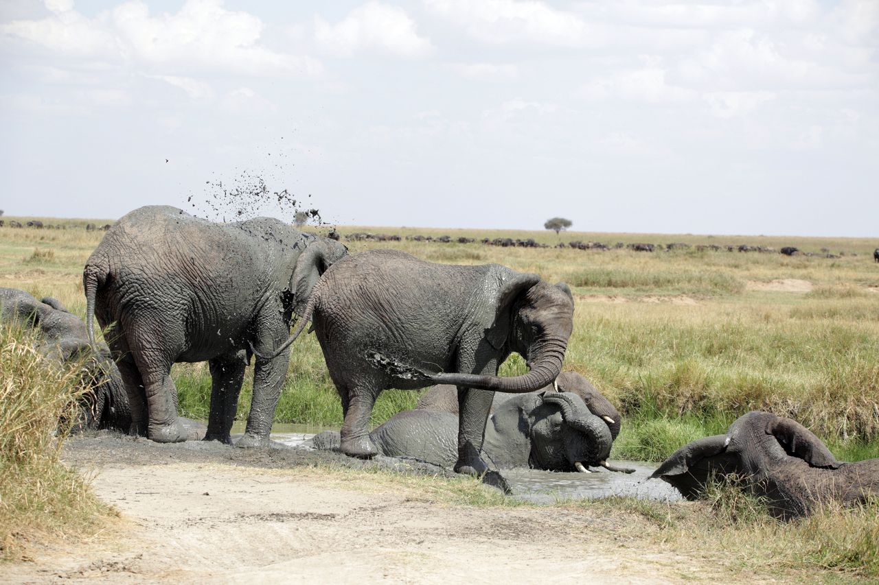 Image number 5 for 5-Days Tanzania Mid-range Safari