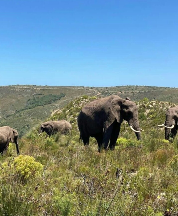 background image for - 5-Days Of Unforgettable Tanzania Safari