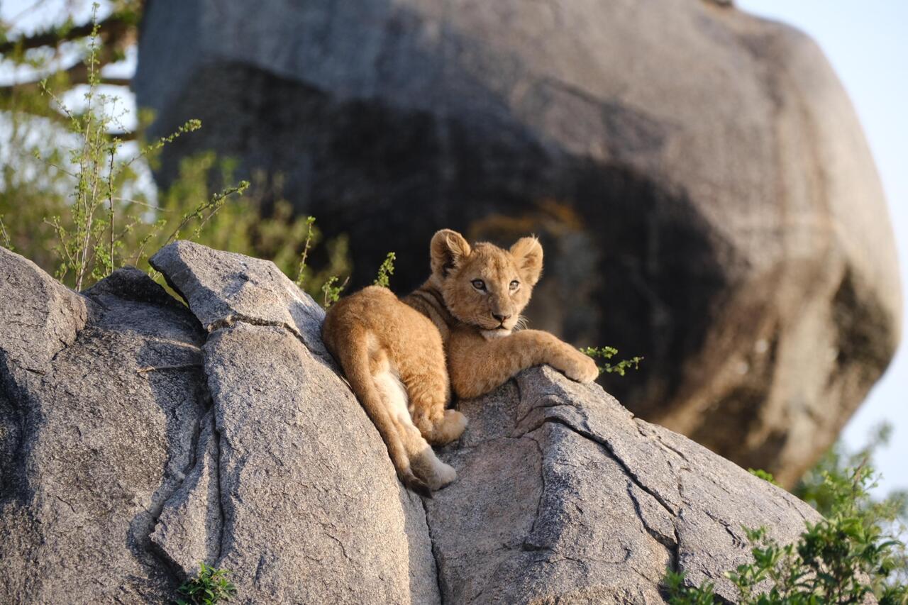 background image for - 2 Days Wildlife Safari