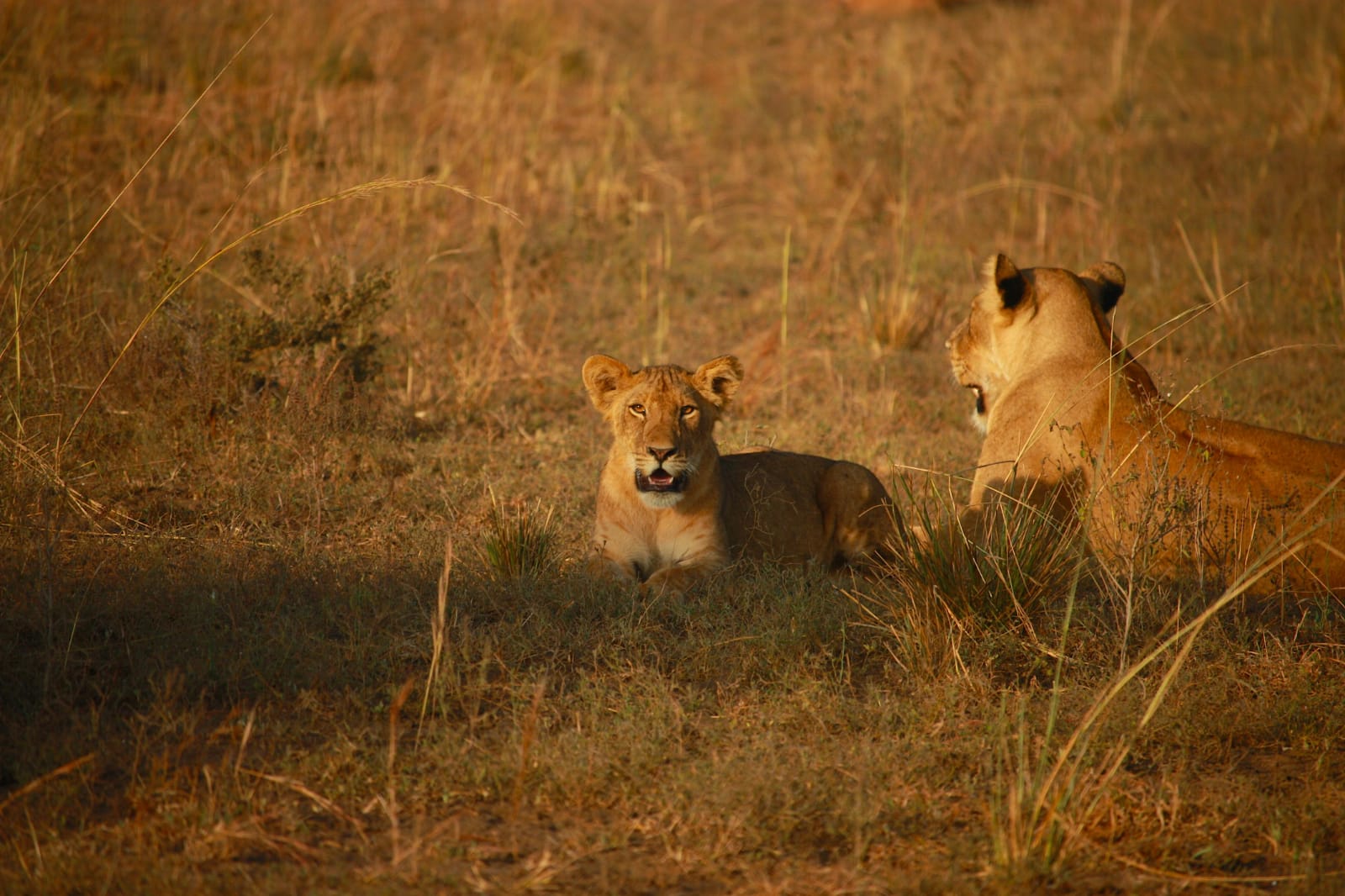 Image number 1 for 6 - Day Kenya Safari Adventure.