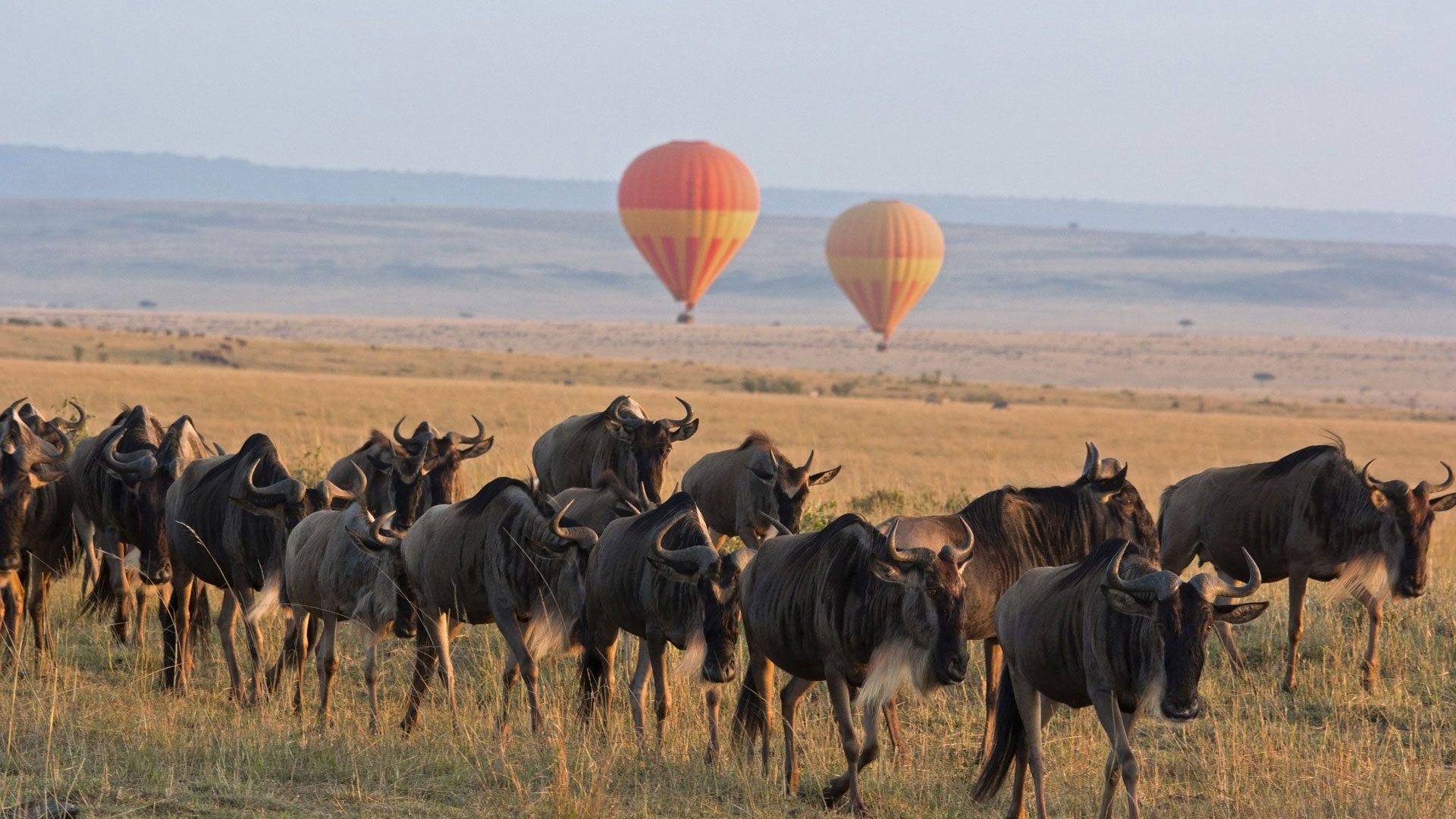 Image number 3 for 8-Day Private Mid-range Serengeti Wildebeests Migration