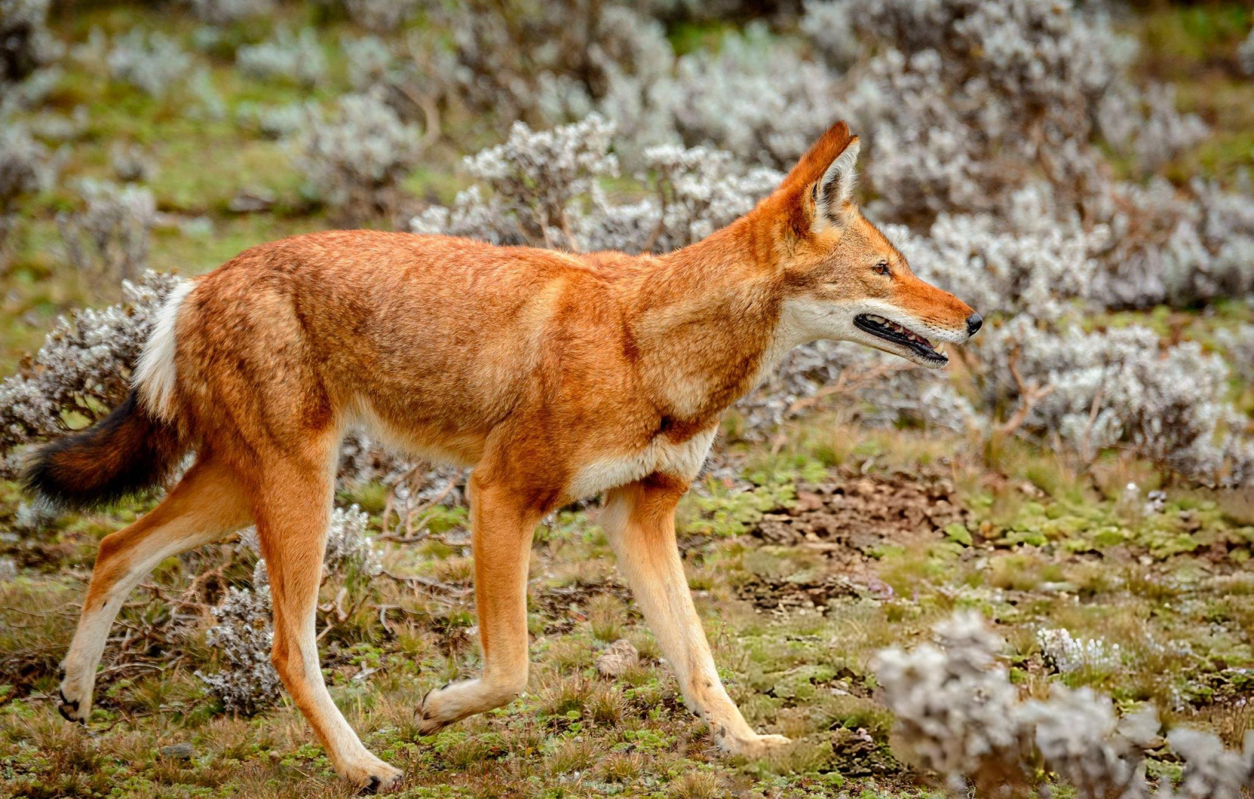 background image for - 5 Day Bale Mountains Wolf Expedition & Trekking
