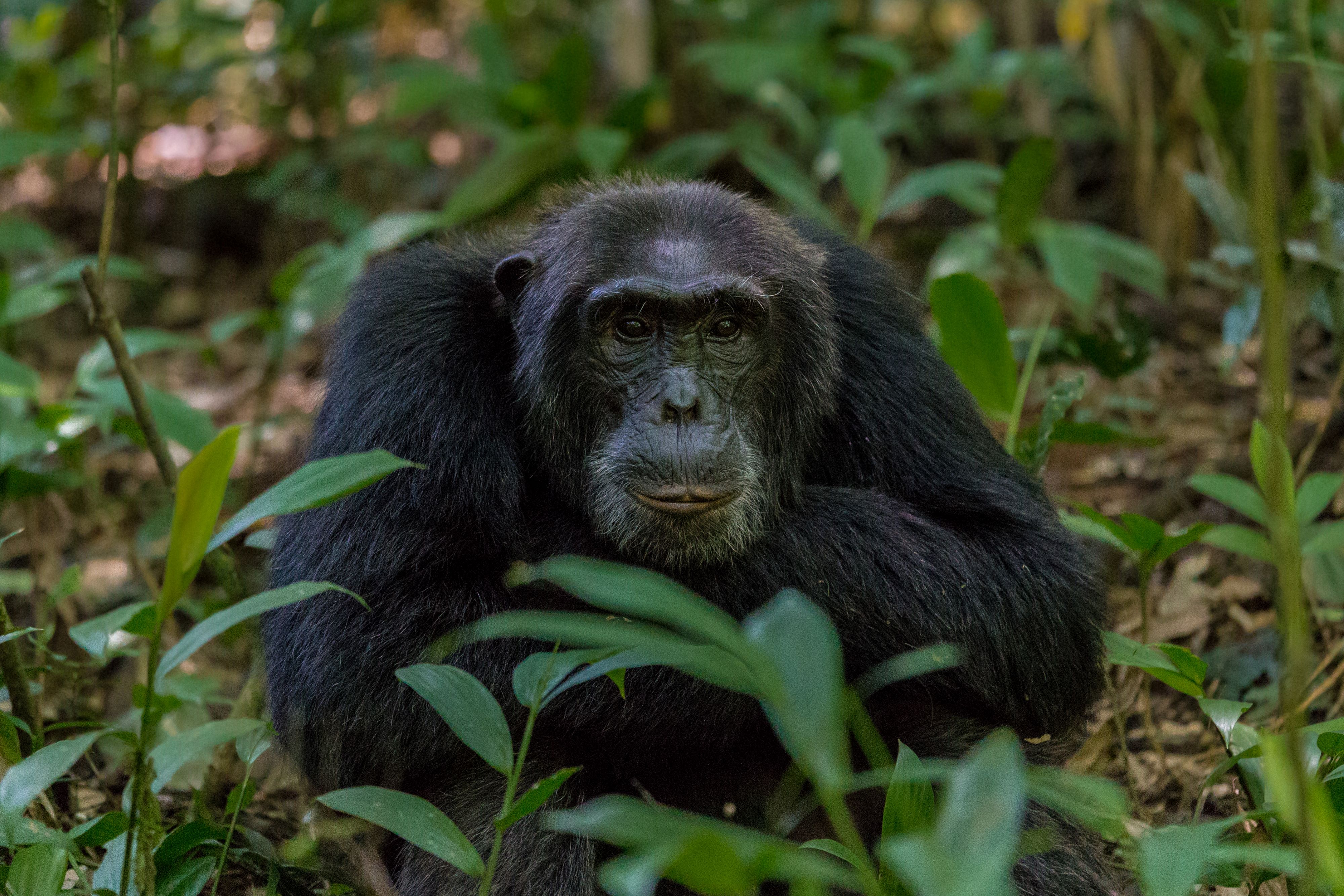 Image number 1 for 14-Days Rwanda-Uganda Luxury Gorilla Habituation