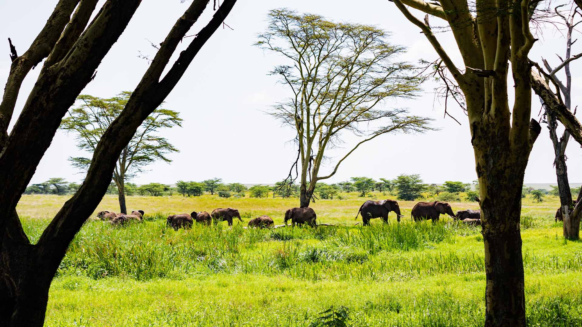 Image number 4 for 06 Days Camping Safari In Northern Zone