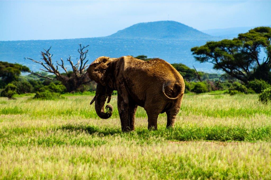 background image for - 4 Days Tanzania Sharing Safari